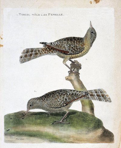 Állattani térkép (ornitológia): felülről lefelé: A hím torcol és nősténye (Torcol Fourmilier vagy Jynx torquilla). Illusztráció: Francois Nicolas Martinet (1731-1800) „A madarak története, megjelenésük és érzékeny aspektusuk szerint”. alkotó: Francois Nicolas Martinet