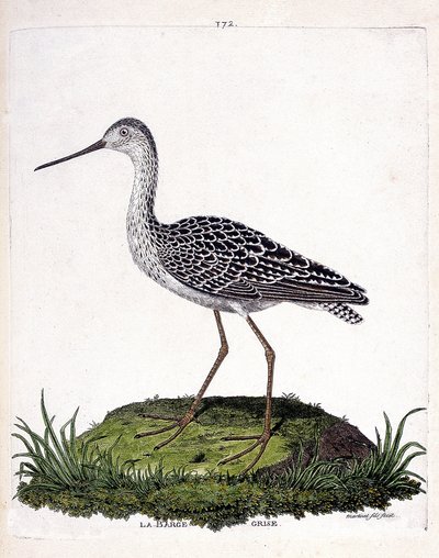 Állattani térkép (ornitológia): szürke bárka (vörös uszály vagy limosa lapponica). Illusztráció: Francois Nicolas Martinet (1731-1800) „A madarak története, megjelenésük és érzékeny aspektusuk szerint”. Magángyűjtemény. alkotó: Francois Nicolas Martinet