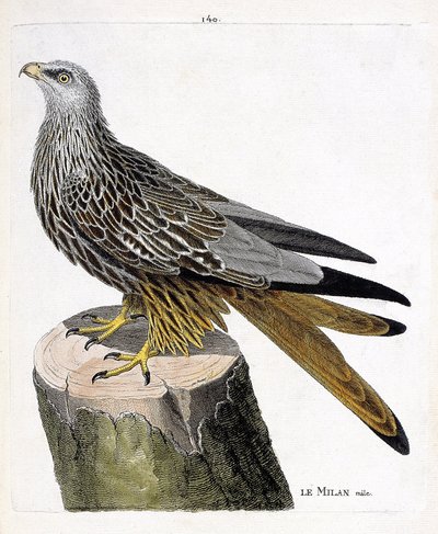 Állattani térkép (ornitológia): hím Milan (királyi vagy milvus milvus). Illusztráció: Francois Nicolas Martinet (1731-1800) „A madarak története, megjelenésük és érzékeny aspektusuk szerint”. Magángyűjtemény. alkotó: Francois Nicolas Martinet