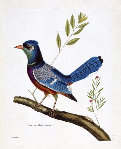 Állattani térkép (ornitológia): hím sziám szajkó (kék szajkó vagy cyanocitta cristata) egy ágon. Illusztráció: Francois Nicolas Martinet (1731-1800) „A madarak története, megjelenésük és érzékeny aspektusuk szerint”. Magángyűjtemény. alkotó: Francois Nicolas Martinet