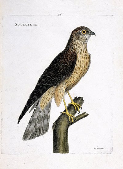 Állattani térkép (ornitológia): hím soubuse (busard saint martin vagy circus cyaneus) egy ágon. Illusztráció: Francois Nicolas Martinet (1731-1800) „A madarak története, megjelenésük és érzékeny aspektusuk szerint”. Magángyűjtemény. alkotó: Francois Nicolas Martinet