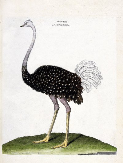 Állattani térkép (ornitológia): strucc (struthio camelus). Illusztráció: Francois Nicolas Martinet (1731-1800) „A madarak története, megjelenésük és érzékeny aspektusuk szerint”. Magángyűjtemény. alkotó: Francois Nicolas Martinet