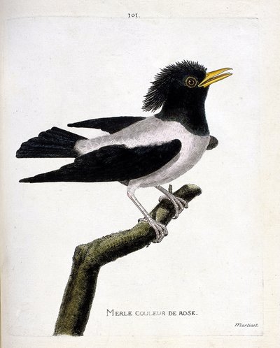 Állattani térkép (ornitológia): rózsaszín feketerigó (vöröses seregély vagy sturnus roseus) egy ágon. Illusztráció: Francois Nicolas Martinet (1731-1800) „A madarak története, megjelenésük és érzékeny aspektusuk szerint”. Magángyűjtemény. alkotó: Francois Nicolas Martinet