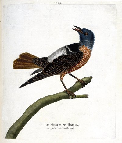 Állattani térkép (ornitológia): szikla feketerigó (szikla feketerigó vagy monticola saxatilis). Illusztráció: Francois Nicolas Martinet (1731-1800) „A madarak története, megjelenésük és érzékeny aspektusuk szerint”. Magángyűjtemény. alkotó: Francois Nicolas Martinet
