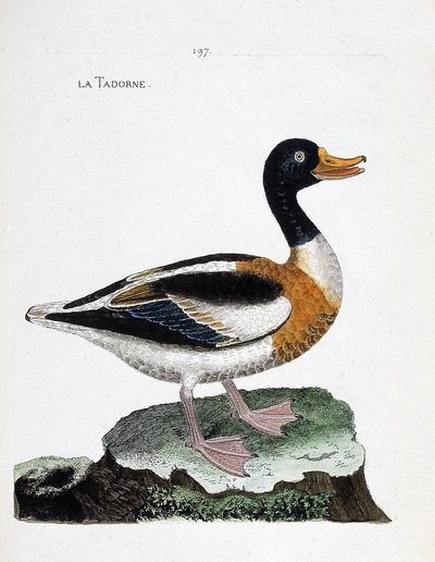 Állattani térkép (ornitológia): tadorne (tadorne de belon vagy tadorna tadorna). Illusztráció: Francois Nicolas Martinet (1731-1800) „A madarak története, megjelenésük és érzékeny aspektusuk szerint”. Magángyűjtemény. alkotó: Francois Nicolas Martinet