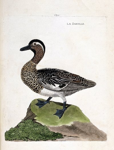 Állattani térkép (ornitológia): kékeszöld (nyári kékeszöld vagy anas querquedula). Illusztráció: Francois Nicolas Martinet (1731-1800) „A madarak története, megjelenésük és érzékeny aspektusuk szerint”. Magángyűjtemény. alkotó: Francois Nicolas Martinet