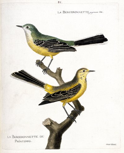 Állattani térkép (ornitológia): maga a begeronnette és a tavaszi begeronnette (tavaszi begeronnette vagy motacilla flava) egy ágon. Illusztráció: „A madarak története, megjelenésük és érzékeny aspektusukra festve”, Francois Nicolas Ma alkotó: Francois Nicolas Martinet