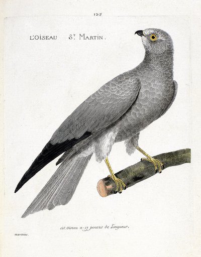Állattani térkép (ornitológia): a madár saint martin (busard saint martin vagy cirkuszi cyaneus) egy ágon. Illusztráció: Francois Nicolas Martinet (1731-1800) „A madarak története, megjelenésük és érzékeny aspektusuk szerint”. Magángyűjtemény alkotó: Francois Nicolas Martinet