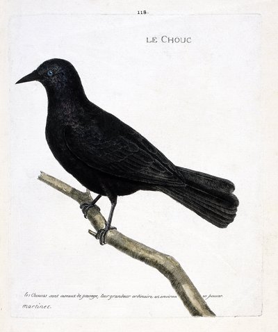 Állattani térkép (ornitológia): a káposzta (tornyok káposztája vagy corvus monedula) egy ágon. Illusztráció: Francois Nicolas Martinet (1731-1800) „A madarak története, megjelenésük és érzékeny aspektusuk szerint”. Magángyűjtemény. alkotó: Francois Nicolas Martinet