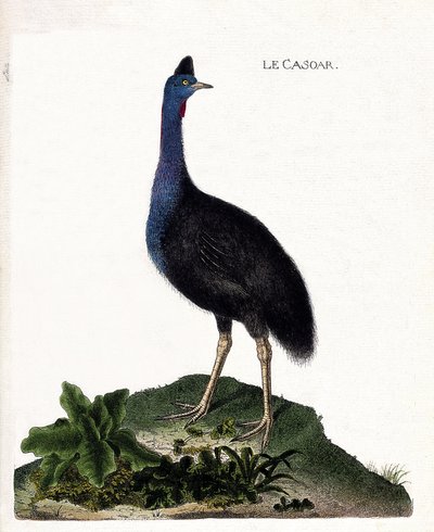 Állattani térkép (ornitológia): a casoar (casoar a sisak vagy cassuarius cassuarius). Illusztráció: Francois Nicolas Martinet (1731-1800) „A madarak története, megjelenésük és érzékeny aspektusuk szerint”. Magángyűjtemény. alkotó: Francois Nicolas Martinet