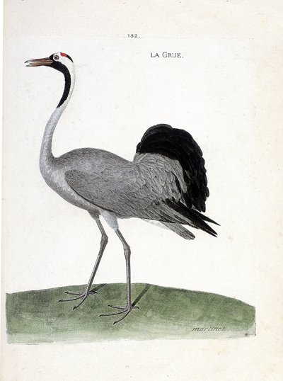 Állattani térkép (ornitológia): a daru (hamudaru vagy grus grus) - Francois Nicolas Martinet (1731-1800) illusztrációja „A madarak története, látszólagos és érzékeny aspektusaikban” - Magángyűjtemény alkotó: Francois Nicolas Martinet