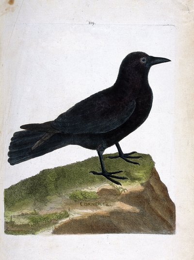 Állattani térkép (ornitológia): a varjú (fekete varjú vagy corvus corone). Illusztráció: Francois Nicolas Martinet (1731-1800) „A madarak története, megjelenésük és érzékeny aspektusuk szerint”. Magángyűjtemény. alkotó: Francois Nicolas Martinet
