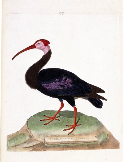 Állattani térkép (ornitológia): a göndör feje a jó reménység sapkája (ibis du cap vagy geronticus calvus) csupasz. Illusztráció: Francois Nicolas Martinet (1731-1800) „A madarak története, megjelenésükre és érzékeny vonatkozásukra festve”. P alkotó: Francois Nicolas Martinet