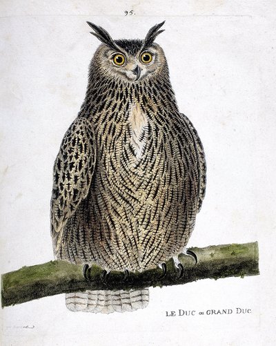 Állattani térkép (ornitológia): a herceg vagy nagyherceg (nagyherceg vagy bubo bubo) egy ágon. Illusztráció: Francois Nicolas Martinet (1731-1800) „A madarak története, megjelenésük és érzékeny aspektusuk szerint”. Magángyűjtemény. alkotó: Francois Nicolas Martinet