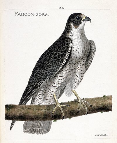 Állattani térkép (ornitológia): a sólyom egy ágon bújik ki vagy száll ki (sólyom vagy falco peregrinus). Illusztráció: Francois Nicolas Martinet (1731-1800) „A madarak története, megjelenésük és érzékeny aspektusuk szerint”. Pri alkotó: Francois Nicolas Martinet
