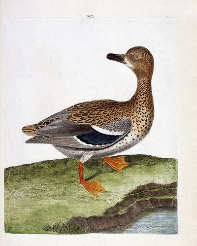 Állattani térkép (ornitológia): nőstény vadréce (tőkés réce vagy anas platyrhynchos). Illusztráció: Francois Nicolas Martinet (1731-1800) „A madarak története, megjelenésük és érzékeny aspektusuk szerint”. Magángyűjtemény. alkotó: Francois Nicolas Martinet