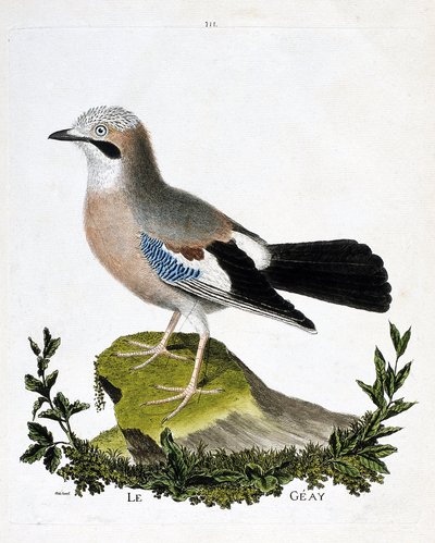 Állattani térkép (ornitológia): a geay (csatorna szajkó vagy garrulus glandarius). Illusztráció: Francois Nicolas Martinet (1731-1800) „A madarak története, megjelenésük és érzékeny aspektusuk szerint”. Magángyűjtemény. alkotó: Francois Nicolas Martinet
