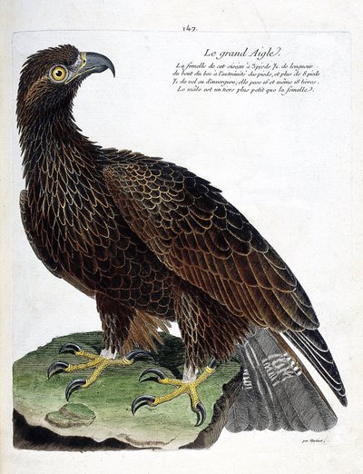 Állattani térkép (ornitológia): a nagy sas (királyi sas vagy aquila chrysaetos). Illusztráció: Francois Nicolas Martinet (1731-1800) „A madarak története, megjelenésük és érzékeny aspektusuk szerint”. Magángyűjtemény. alkotó: Francois Nicolas Martinet