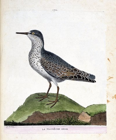 Állattani térkép (ornitológia): szürke maubeche (lila csőr vagy calidris maritima). Illusztráció: Francois Nicolas Martinet (1731-1800) „A madarak története, megjelenésük és érzékeny aspektusuk szerint”. Magángyűjtemény. alkotó: Francois Nicolas Martinet
