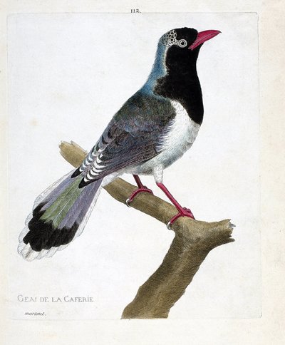 Állattani térkép (ornitológia): a kávéház szajkója (piroscsőrű pirolla vagy urocissa erythrorhyncha). Illusztráció: Francois Nicolas Martinet (1731-1800) „A madarak története, megjelenésük és érzékeny aspektusuk szerint”. Magánkollégium alkotó: Francois Nicolas Martinet