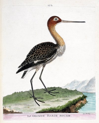 Állattani térkép (ornitológia): a nagy vörös uszály (feketefarkú bárka vagy limosa limosa). Illusztráció: Francois Nicolas Martinet (1731-1800) „A madarak története, megjelenésük és érzékeny aspektusuk szerint”. Magángyűjtemény. alkotó: Francois Nicolas Martinet