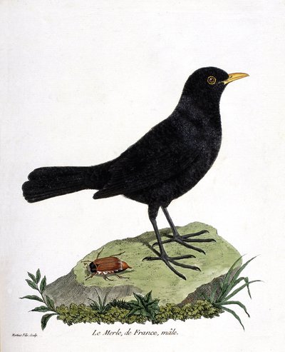 Állattani térkép (ornitológia): hím feketerigó (feketerigó vagy turdus merula). Illusztráció: Francois Nicolas Martinet (1731-1800) „A madarak története, megjelenésük és érzékeny aspektusuk szerint”. Magángyűjtemény. alkotó: Francois Nicolas Martinet