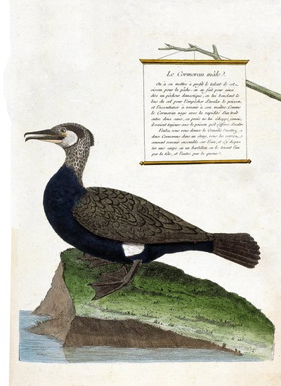 Állattani térkép (ornitológia): a hím kormorán (Nagy kárókatona vagy phalacrocorax carbo). Illusztráció: Francois Nicolas Martinet (1731-1800) „A madarak története, megjelenésük és érzékeny aspektusuk szerint”. Magángyűjtemény. alkotó: Francois Nicolas Martinet