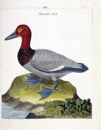 Állattani térkép (ornitológia): a hím millouin (scaup vagy Aythia ferina). Illusztráció: Francois Nicolas Martinet (1731-1800) „A madarak története, megjelenésük és érzékeny aspektusuk szerint”. Magángyűjtemény. alkotó: Francois Nicolas Martinet