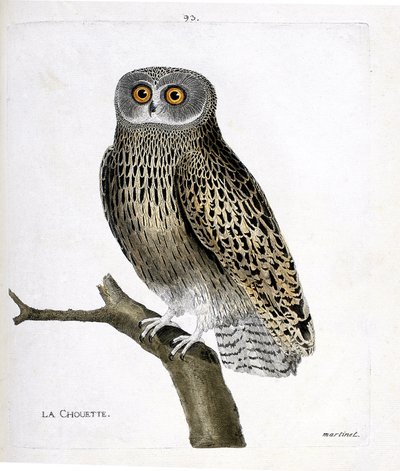Állattani térkép (ornitológia): bagoly (hulotte owl vagy strix aluco) egy ágon. Illusztráció: Francois Nicolas Martinet (1731-1800) „A madarak története, megjelenésük és érzékeny aspektusuk szerint”. Magángyűjtemény. alkotó: Francois Nicolas Martinet