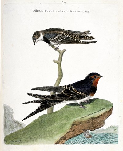 Állattani térkép (ornitológia): a fez királyság part menti fecske (Riparia riparia) egy ágon és az afrikai fecske (rustic fecske vagy Hirundo rustica). Illusztráció: „A madarak története, megjelenésük és érzékeny aspektusuk szerint” alkotó: Francois Nicolas Martinet
