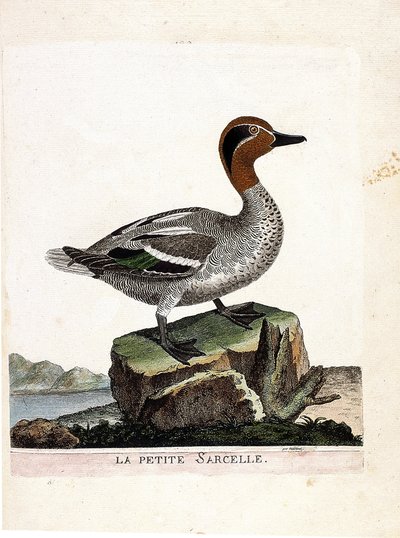 Állattani térkép (ornitológia): a kis kékeszöld (téli kékeszöld vagy anas crecca). Illusztráció: Francois Nicolas Martinet (1731-1800) „A madarak története, megjelenésük és érzékeny aspektusuk szerint”. Magángyűjtemény. alkotó: Francois Nicolas Martinet
