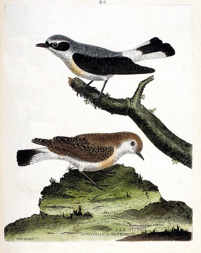 Állattani térkép (ornitológia): az ágon lévő vitrec (vagy motous) és nősténye (motos szár vagy oenanth). Illusztráció: Francois Nicolas Martinet (1731-1800) „A madarak története, megjelenésük és érzékeny aspektusuk szerint”. Privát c alkotó: Francois Nicolas Martinet