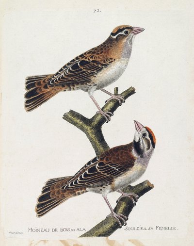 Állattani térkép (ornitológia): az erdei veréb vagy a dombormű (Hudson veréb vagy spizea arborea) és nősténye (relied veréb vagy petronia petronia). Illusztráció: Franco: „A madarak története, megjelenésük és érzékeny aspektusuk szerint” alkotó: Francois Nicolas Martinet