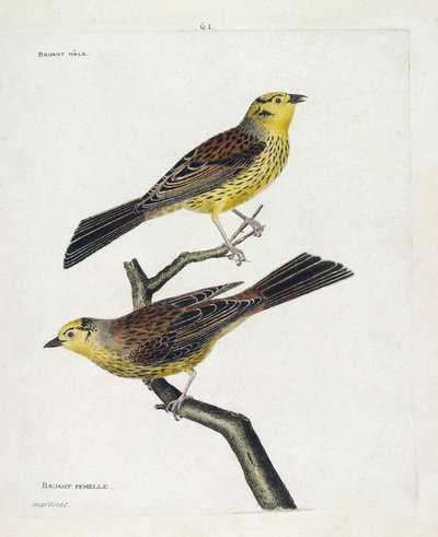 Állattani térkép (ornitológia): felülről lefelé: hím és nőstény verebek (Yellow Sparrow vagy Emberiza citrinella). Illusztráció: Francois Nicolas Martinet (1731-1800) „A madarak története, megjelenésük és érzékeny aspektusuk szerint”. Magán alkotó: Francois Nicolas Martinet