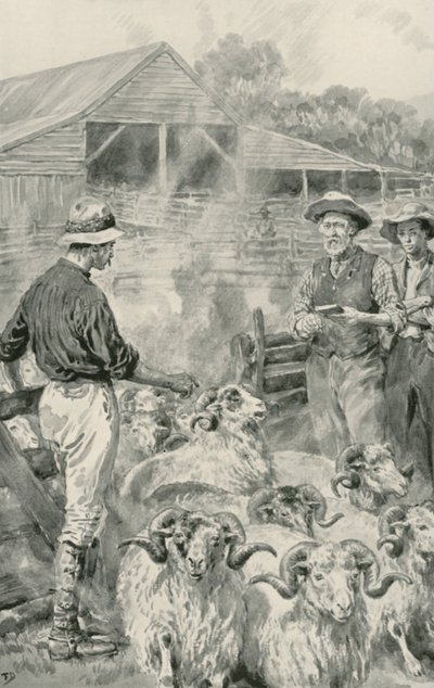 Egy bárányállomás a Canterbury Plains-on alkotó: Frank Dadd