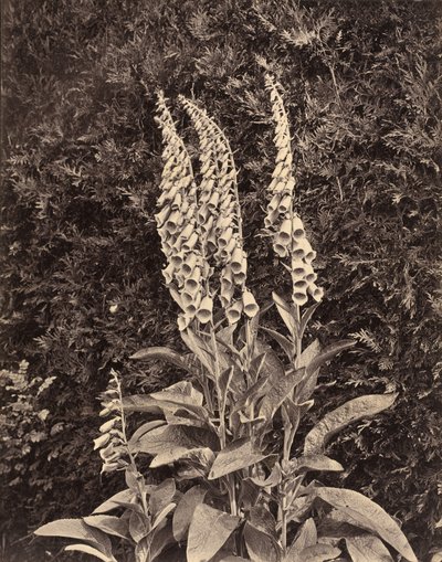 Rókagombóc,c. 1860-as évek (fotó) alkotó: Frank Mason Good