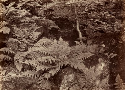 Páfránytanulmány cím nélkül, 1870-es évek vége. alkotó: Frank Meadow Sutcliffe