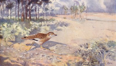 Vadvilág Kelet-Angliában: Stone Curlew (színes litográfia) alkotó: Frank Southgate