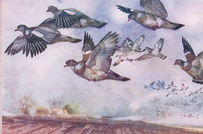 Erdei galambok repülve, illusztráció a Wild Nature & Country Life-ból, kiadó: Hodder & Stoughton, 1910 körül alkotó: Frank Southgate