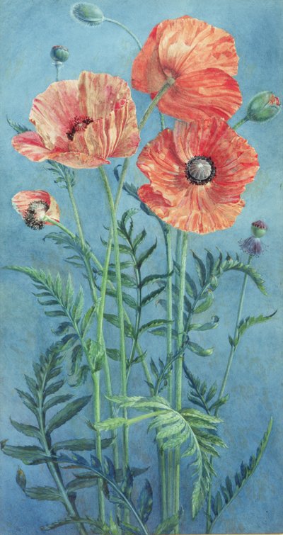 Pipacsok, 1916 (wc papíron) alkotó: Frank Steeley