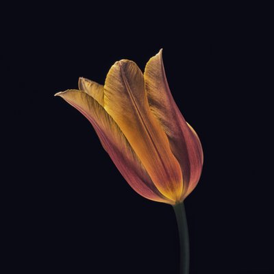 Ragyogó narancssárga tulipán alkotó: Frank Ulrich Gandenberger
