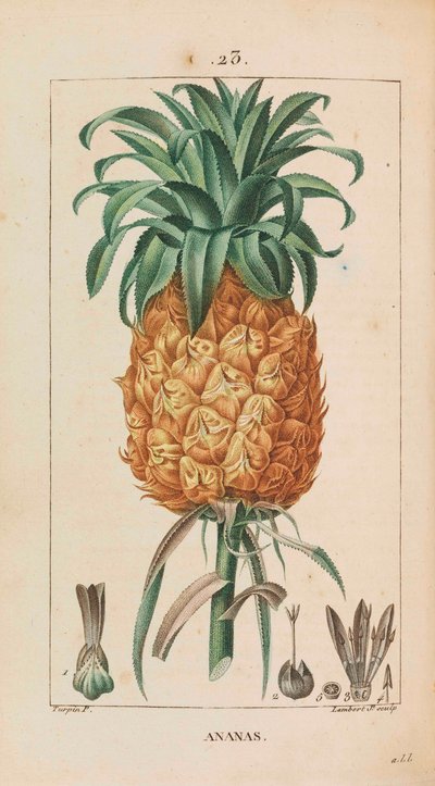 Ananász. Orvosi flóra, 1814-1820. alkotó: François Pierre Chaumeton