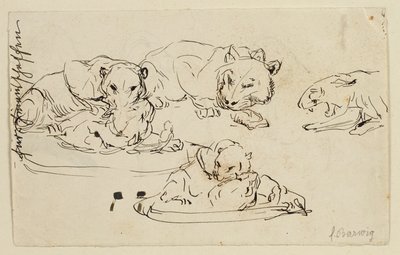Pergő Sundapanthers alkotó: Franz Barwig d. Ä.