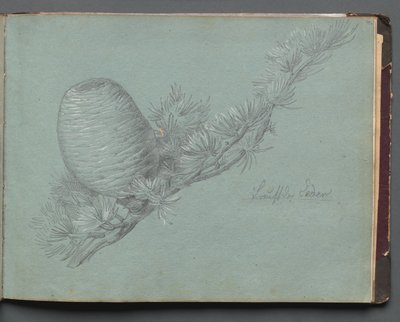 Album Róma és környéke kilátásaival, Tájtanulmányok, 49a. oldal: Tanulmány egy örökzöldről.... alkotó: Franz Johann Heinrich Nadorp