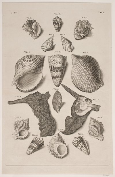 Konkylier med board. 1. tábla. alkotó: Franz Michael Regenfus