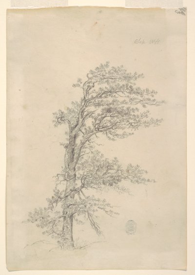 Egy szurokfenyő alkotó: Frederic Edwin Church