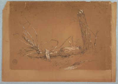 Rajz, Törött holtfa, 1855-65 alkotó: Frederic Edwin Church