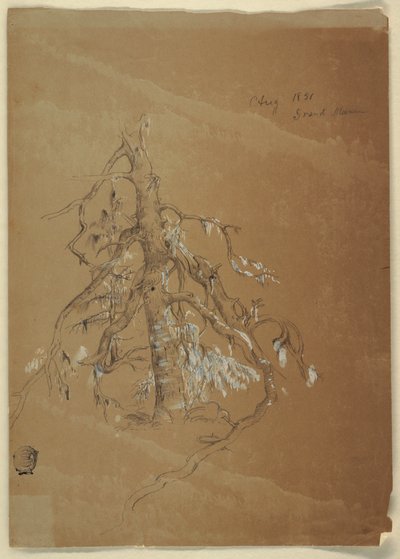 Rajz, Egy göcsörtös örökzöld, Grand Manan, Kanada, 1851. augusztus alkotó: Frederic Edwin Church