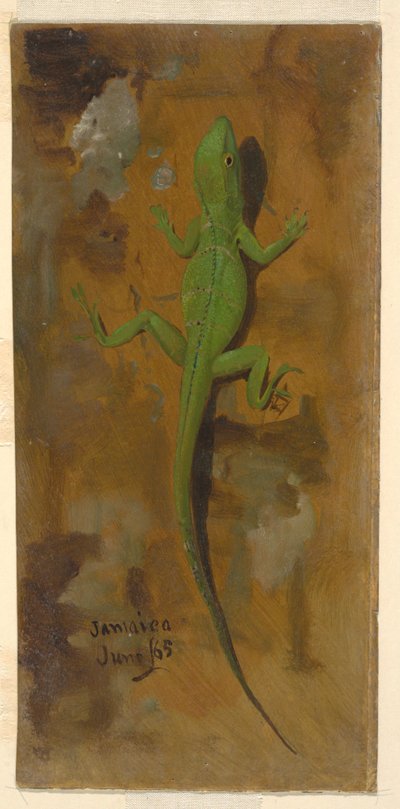 Rajz, Egy gyík, 1865. június alkotó: Frederic Edwin Church
