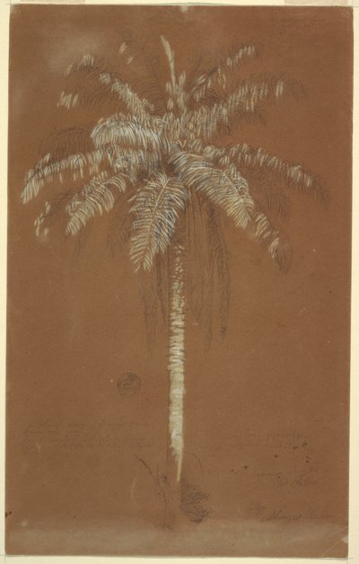 Rajz, Abaye pálma, Salus hegy, Jamaica, 1865. június alkotó: Frederic Edwin Church